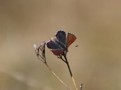 Paralucia crosbyi (Violet Copper Butterfly) at Captains Flat, NSW - 15 Aug 2024 by Csteele4