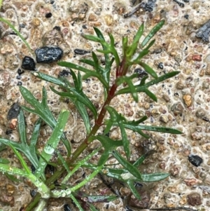 Haloragis heterophylla at Bookham, NSW - 14 Aug 2024