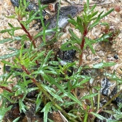 Haloragis heterophylla at Bookham, NSW - 14 Aug 2024