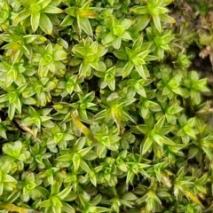 Unidentified Moss, Liverwort or Hornwort at Lyneham, ACT - 13 Aug 2024 by trevorpreston