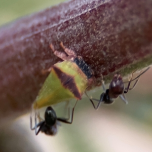 Sextius virescens at Ainslie, ACT - 14 Aug 2024