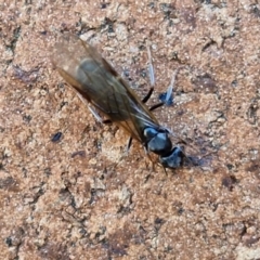 Formicidae (family) (Unidentified ant) at Lyneham, ACT - 15 Aug 2024 by trevorpreston