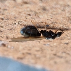 Formicidae (family) at Lyneham, ACT - 15 Aug 2024