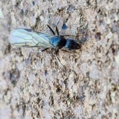 Formicidae (family) at Lyneham, ACT - 15 Aug 2024