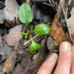 Pterostylis sp. (A Greenhood) at Paddys River, ACT - 28 Jul 2024 by nathkay