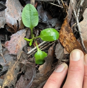 Pterostylis sp. at Paddys River, ACT - 28 Jul 2024