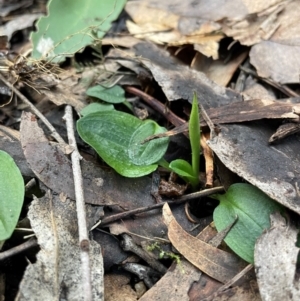 Pterostylis sp. at Paddys River, ACT - suppressed