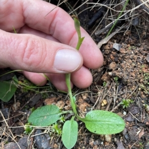 Pterostylis pedunculata at Paddys River, ACT - 28 Jul 2024