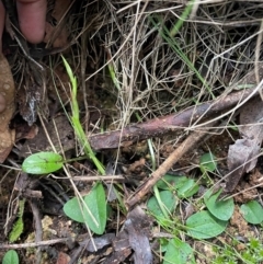 Pterostylis pedunculata at Paddys River, ACT - 28 Jul 2024