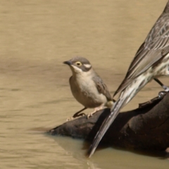 Melithreptus brevirostris at Rankins Springs, NSW - 29 Sep 2018 10:07 AM