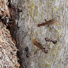 Papyrius sp. (genus) (A Coconut Ant) at Hume, ACT - 15 Aug 2024 by Mike