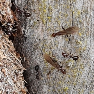 Papyrius sp. (genus) at Hume, ACT - 15 Aug 2024