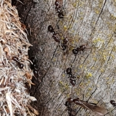 Papyrius sp. (genus) at Hume, ACT - 15 Aug 2024