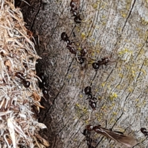 Papyrius sp. (genus) at Hume, ACT - 15 Aug 2024