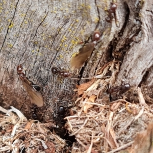 Papyrius sp. (genus) at Hume, ACT - 15 Aug 2024