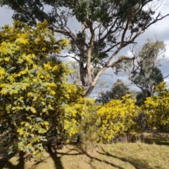 Acacia baileyana (Cootamundra Wattle, Golden Mimosa) at Fadden, ACT - 15 Aug 2024 by Mike