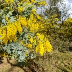 Acacia baileyana at Fadden, ACT - 15 Aug 2024