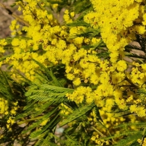 Acacia decurrens at Fadden, ACT - 15 Aug 2024