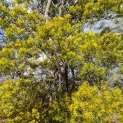 Acacia decurrens at Fadden, ACT - 15 Aug 2024