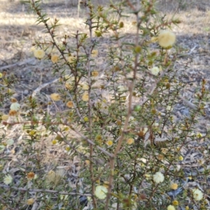 Acacia ulicifolia at Fadden, ACT - 15 Aug 2024