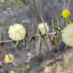 Acacia ulicifolia at Fadden, ACT - 15 Aug 2024