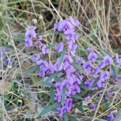 Hovea heterophylla (Common Hovea) at Fadden, ACT - 15 Aug 2024 by Mike