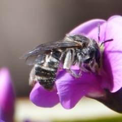 Lasioglossum (Chilalictus) sp. (genus & subgenus) (Halictid bee) at Hall, ACT - 15 Aug 2024 by Anna123