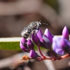 Lasioglossum (Chilalictus) sp. (genus & subgenus) at Hall, ACT - 15 Aug 2024 12:11 PM