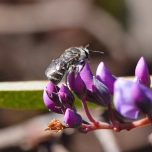 Lasioglossum (Chilalictus) sp. (genus & subgenus) at Hall, ACT - 15 Aug 2024 12:11 PM