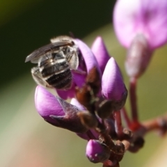 Lasioglossum (Chilalictus) sp. (genus & subgenus) at Hall, ACT - 15 Aug 2024 12:11 PM