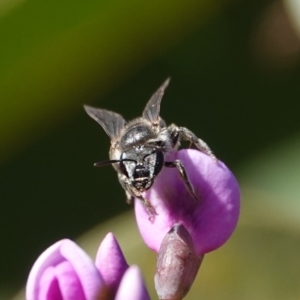 Lasioglossum (Chilalictus) sp. (genus & subgenus) at Hall, ACT - 15 Aug 2024 12:11 PM