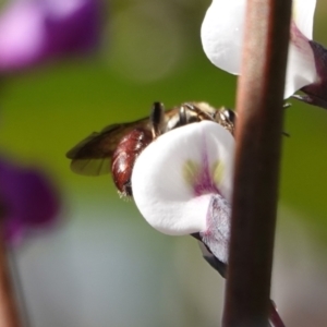 Lasioglossum (Parasphecodes) sp. (genus & subgenus) at Hall, ACT - 15 Aug 2024