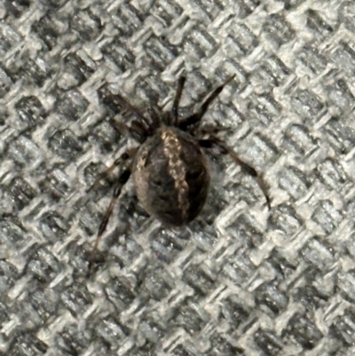 Unverified Orb-weaving spider (several families) at Rollingstone, QLD - 15 Aug 2024 by lbradley