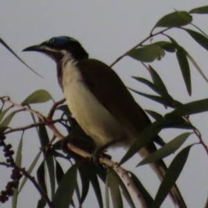 Entomyzon cyanotis at Rollingstone, QLD - 15 Aug 2024 06:00 PM