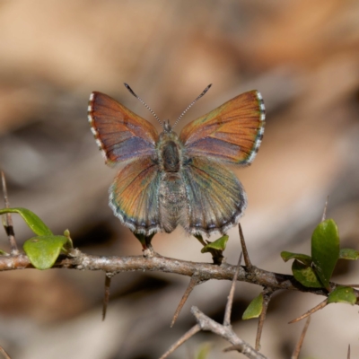 Paralucia crosbyi (Violet Copper Butterfly) by DPRees125