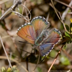 Paralucia crosbyi (Violet Copper Butterfly) at Captains Flat, NSW - 15 Aug 2024 by DPRees125