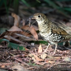 Zoothera lunulata (Bassian Thrush) at Acton, ACT - 15 Aug 2024 by Untidy