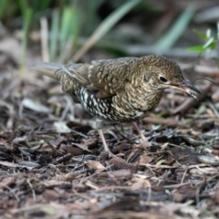 Zoothera lunulata at Acton, ACT - 15 Aug 2024