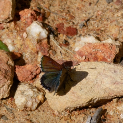 Paralucia crosbyi (Violet Copper Butterfly) at Captains Flat, NSW - 15 Aug 2024 by DPRees125