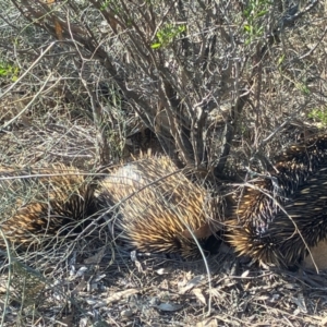 Tachyglossus aculeatus at Fentons Creek, VIC - 15 Aug 2024