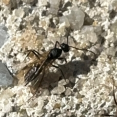 Formicidae (family) at Russell, ACT - 15 Aug 2024 12:38 PM