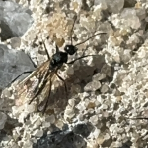 Formicidae (family) at Russell, ACT - 15 Aug 2024 12:38 PM