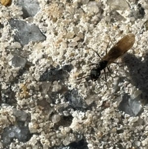 Formicidae (family) at Russell, ACT - 15 Aug 2024