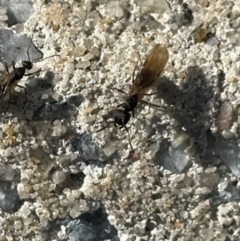 Formicidae (family) at Russell, ACT - 15 Aug 2024