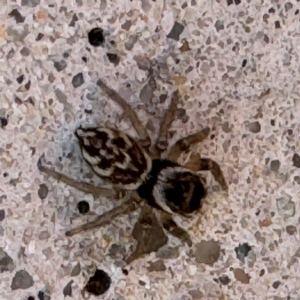 Maratus griseus at Russell, ACT - 15 Aug 2024