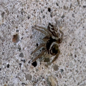 Maratus griseus at Russell, ACT - 15 Aug 2024