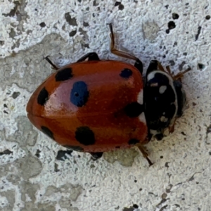 Hippodamia variegata at Russell, ACT - 15 Aug 2024