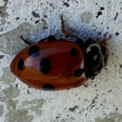 Hippodamia variegata at Russell, ACT - 15 Aug 2024