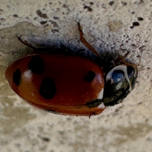 Hippodamia variegata at Russell, ACT - 15 Aug 2024