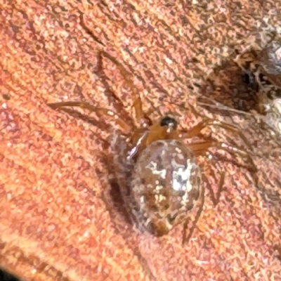 Euryopis umbilicata (Striped tick spider) at Russell, ACT - 15 Aug 2024 by Hejor1